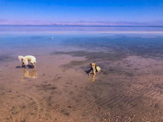 Diana Beach Camp Hotel Nuweiba` Esterno foto